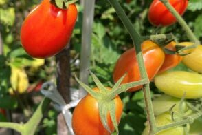 管理栄養士からの一口メモ【 栄養たっぷりのトマト 】