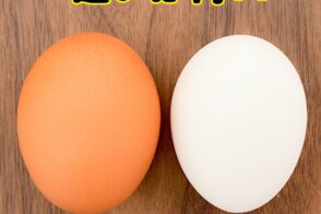 管理栄養士からの一口メモ【卵の「赤玉」と「白玉」の違いは？】