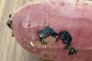 管理栄養士からの一口メモ【 さつま芋についている「黒いもの」は何？  】