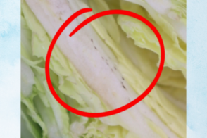 管理栄養士からの一口メモ【 白菜の黒い点は何でしょう？ 】
